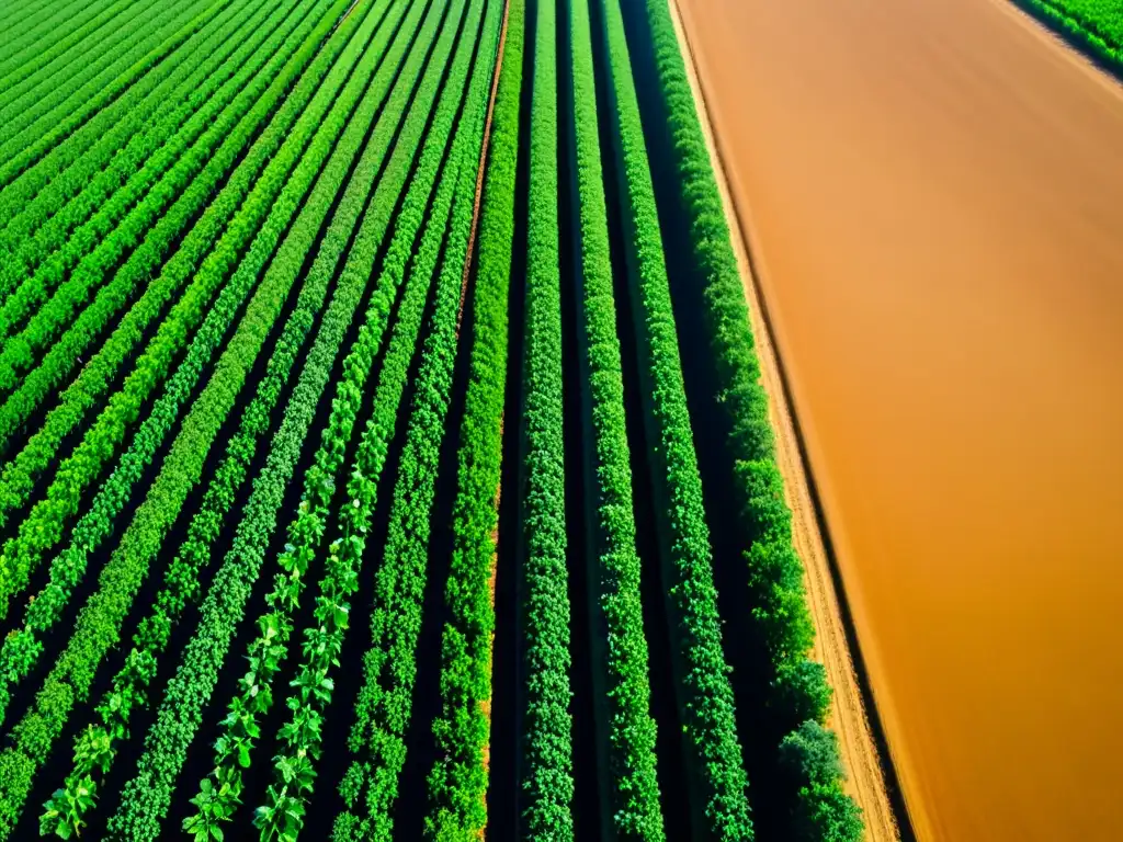 Un campo bañado por el sol con cultivos verdes vibrantes, maximizando la salud del suelo en la agricultura orgánica