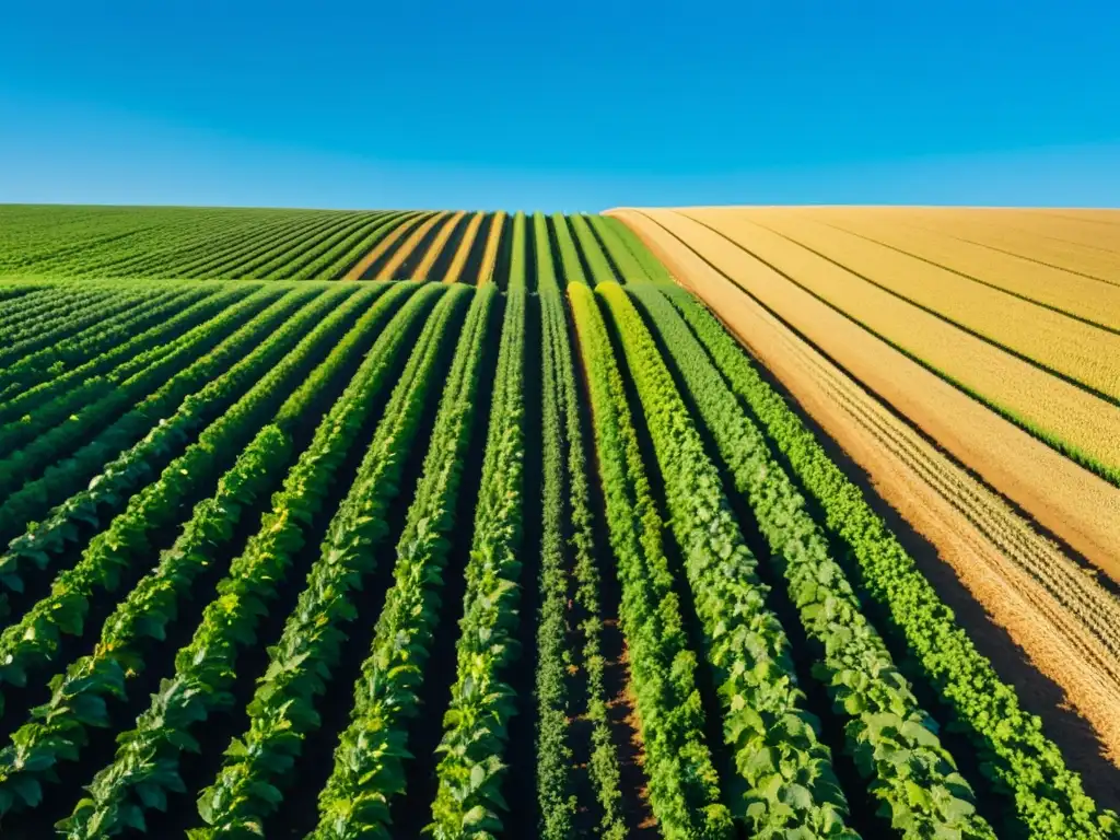 Un campo verde vibrante y sereno con cultivos orgánicos ordenados, bañado por la luz dorada del sol y un cielo azul claro