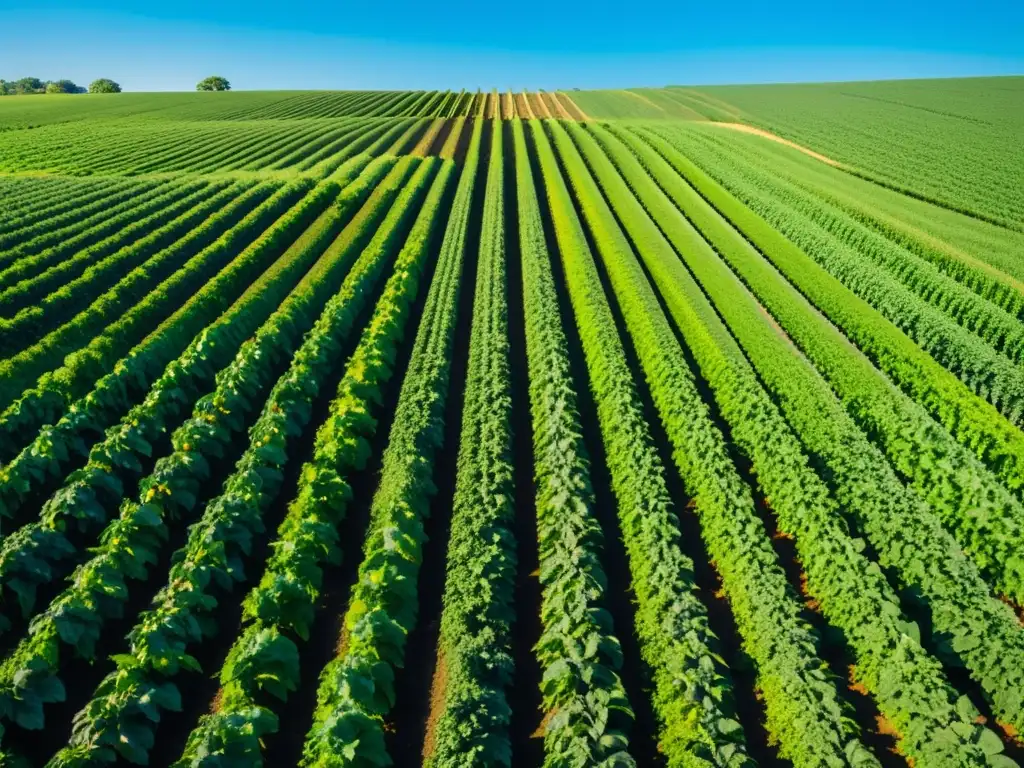 Granja orgánica serena y armoniosa bajo el cielo azul