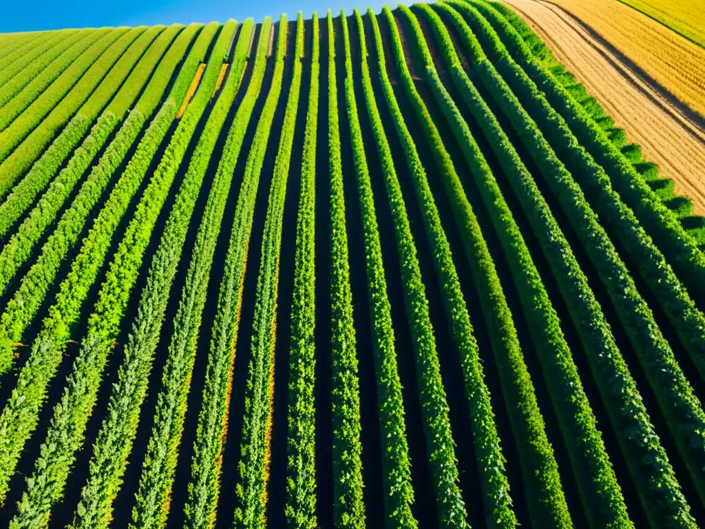 Un hermoso paisaje de cultivos orgánicos sostenibles para el ambiente, bañado por la cálida luz del sol