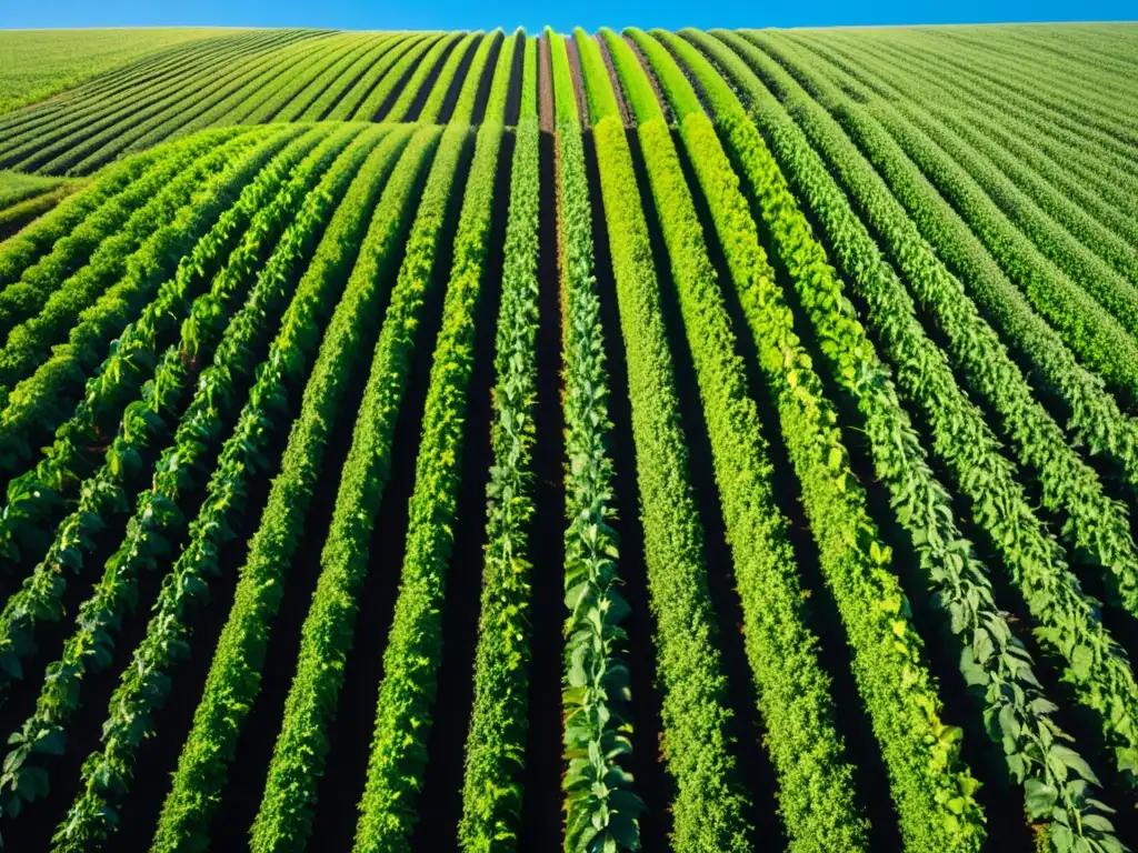 Publicidad para marcas orgánicas: Una granja orgánica serena y exuberante bajo el cielo azul, con cultivos ordenados y colores vibrantes