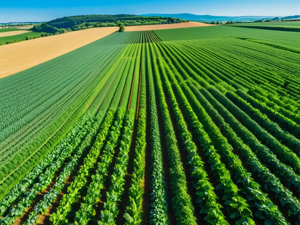 Vista impresionante de una granja orgánica, con cultivos verdes bajo un cielo azul